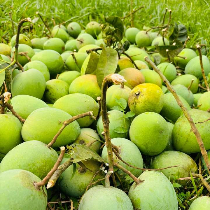 হিমসাগর আম। Himsagar Mango - 10 KG