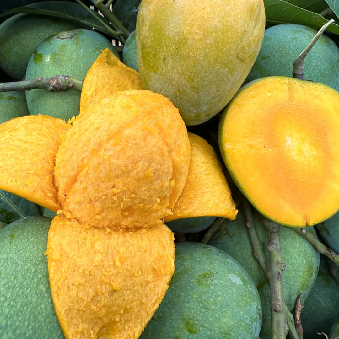 হিমসাগর আম। Himsagar Mango - 10 KG